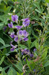 Blue wild indigo